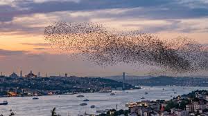 İstanbul'da Çekirge Alarmı: Megakente Ulaşan Sürülerin Nedenleri ve Uzman Uyarısı